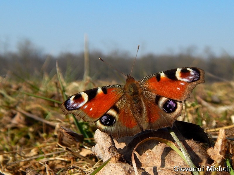 Aglais io